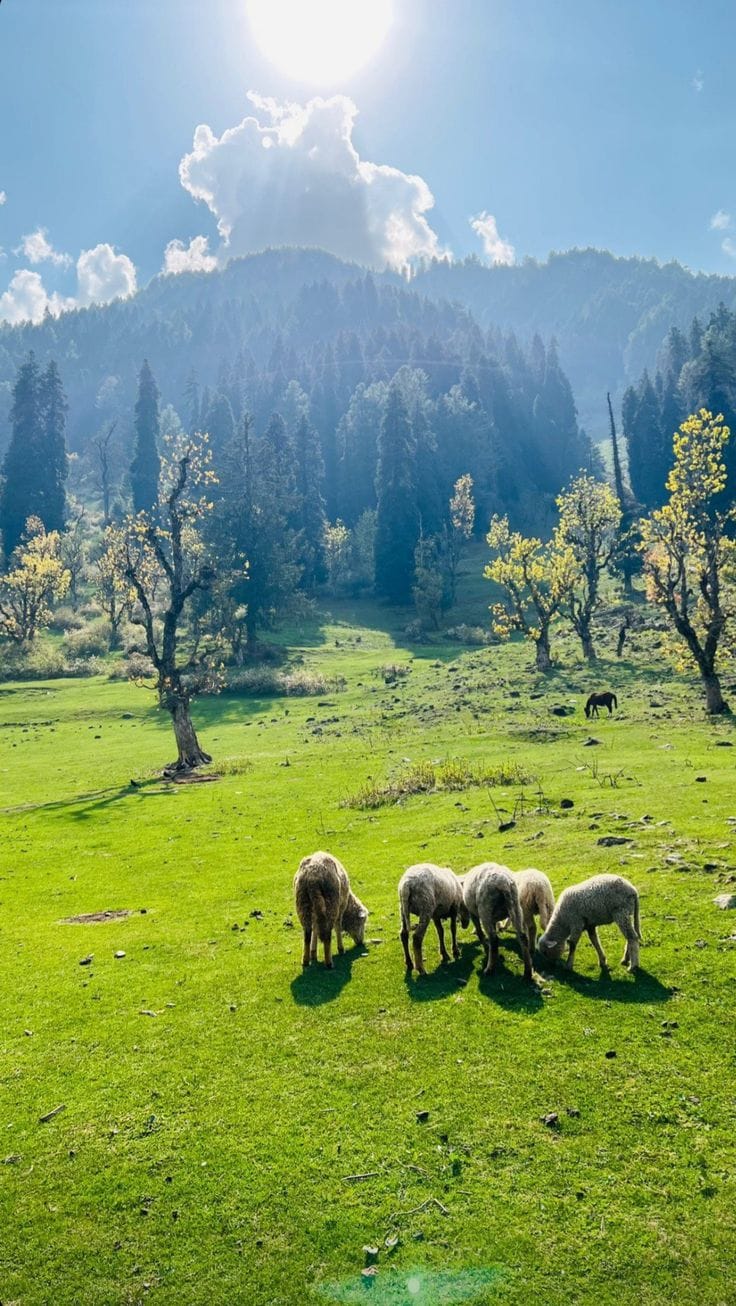 Kashmir Unveiled 4 Nights \ 5 Days| 3 Star Stay