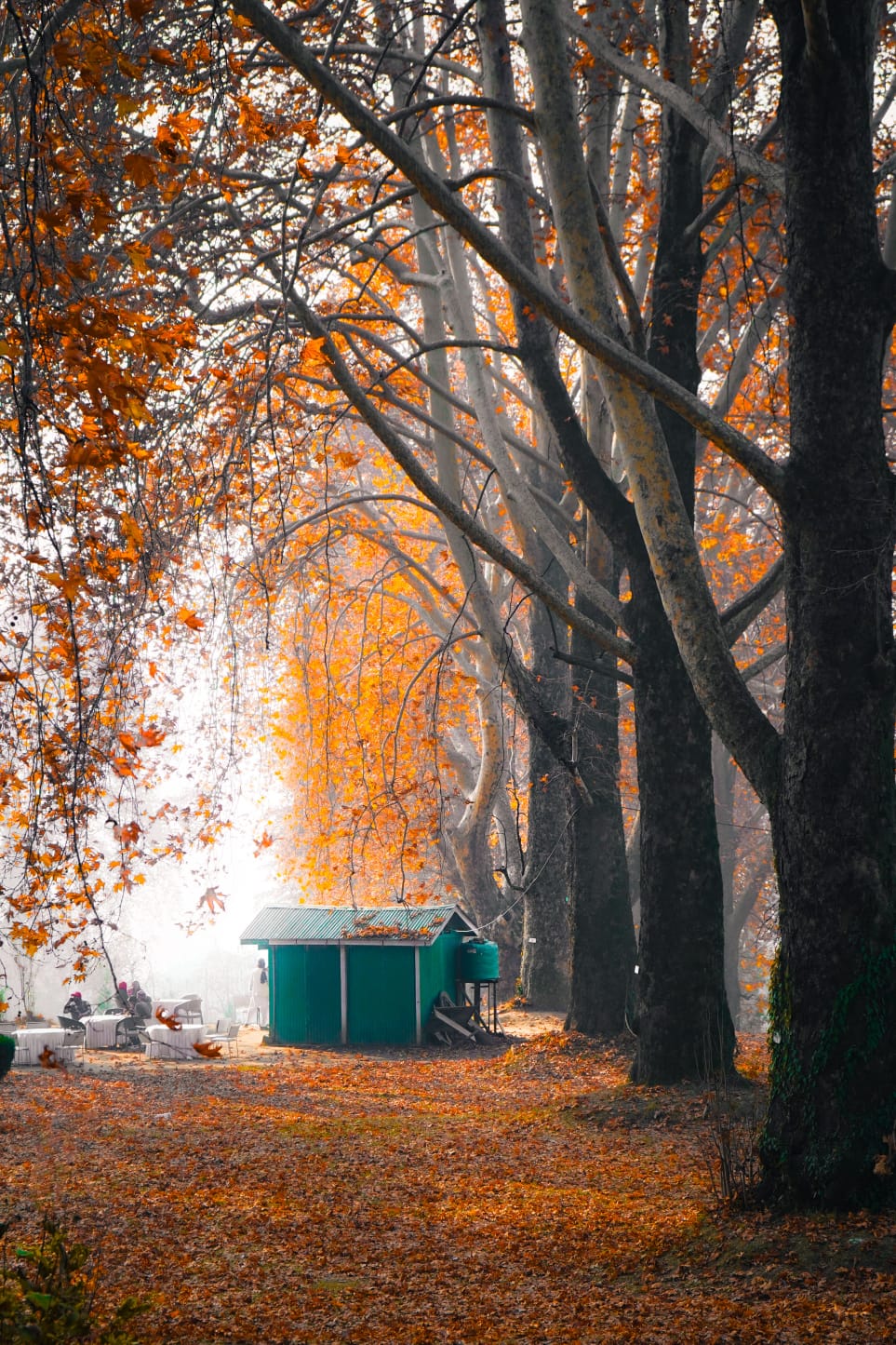 Autumn Charm Of Kashmir 6 Nights / 7 Days | 3 Star Stay